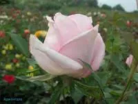 Саженцы розы Арженталь