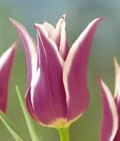 Цибулини тюльпанів Ballade