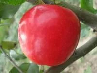 Саджанці яблунь Амулет