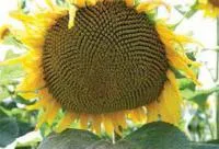 Подсолнечник Мастер P1 семена