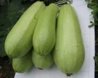 Кабачок ВЕРДЕ F1 (500 семян) Esasem