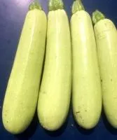 Кабачок СВ 8575 ЯЛ F1 (500 семян) Seminis