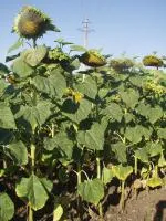 Гібрид соняшника Деркул